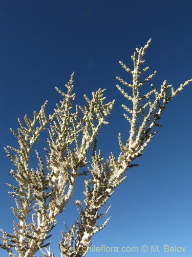 Image of Acantholippia punensis (). Click to enlarge parts of image.