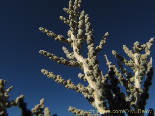 Bild von Acantholippia punensis (). Klicken Sie, um den Ausschnitt zu vergrössern.