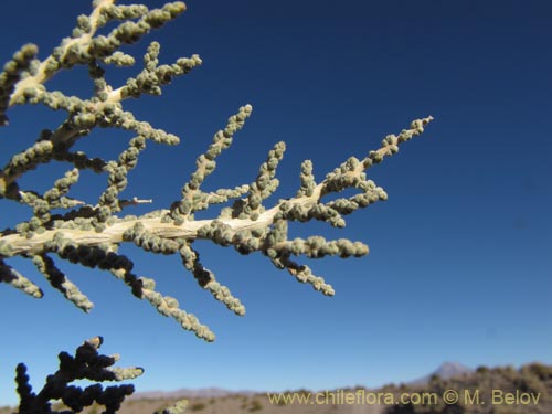 Imágen de Acantholippia punensis (). Haga un clic para aumentar parte de imágen.