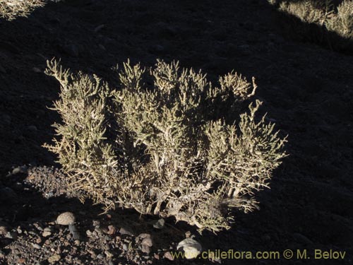 Acantholippia punensisの写真