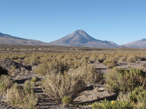 Imágen de Acantholippia punensis (). Haga un clic para aumentar parte de imágen.