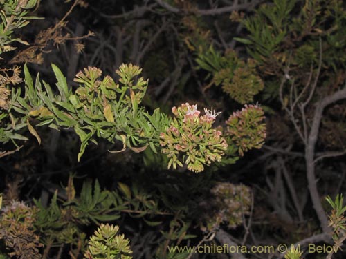 Asteraceae sp. #2092の写真