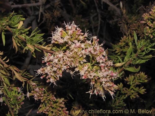 Imágen de Asteraceae sp. #2092 (). Haga un clic para aumentar parte de imágen.