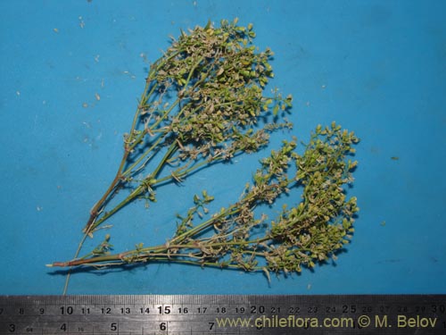 Brassicaceae sp. #2045의 사진