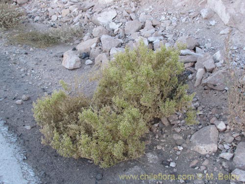 Imágen de Brassicaceae sp. #2045 (). Haga un clic para aumentar parte de imágen.