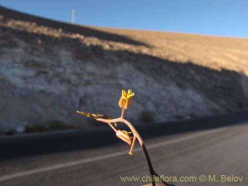 Imágen de Brassicaceae sp. #2030 (). Haga un clic para aumentar parte de imágen.