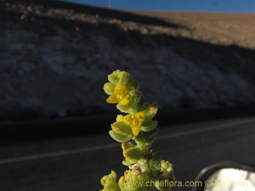 Image of Unidentified Plant sp. #3150 (). Click to enlarge parts of image.