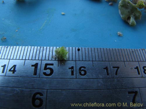 Image of Unidentified Plant sp. #3001 (). Click to enlarge parts of image.