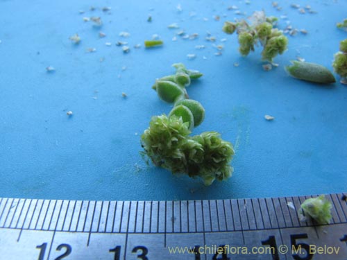 Image of Unidentified Plant sp. #3001 (). Click to enlarge parts of image.