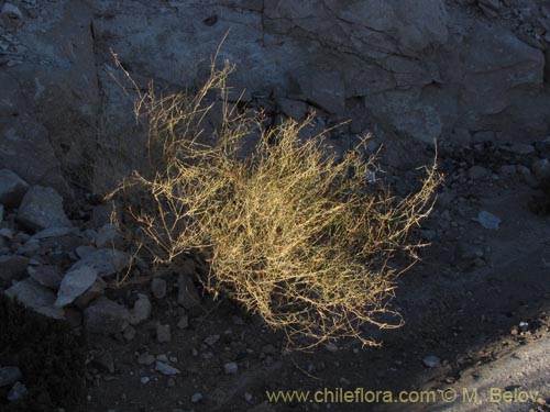 Фотография Brassicaceae sp. #2030 (). Щелкните, чтобы увеличить вырез.