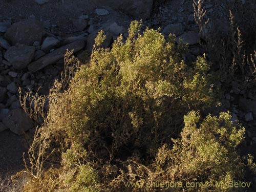 Imágen de Brassicaceae sp. #2045 (). Haga un clic para aumentar parte de imágen.