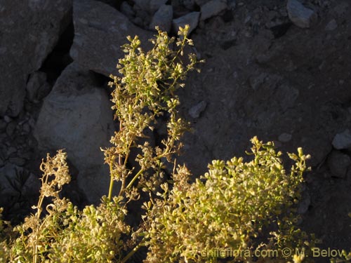 Brassicaceae sp. #2045의 사진