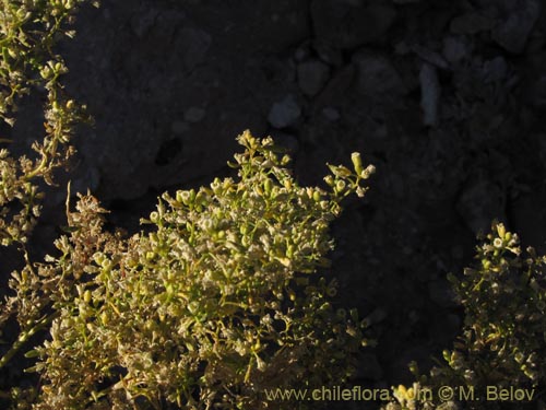 Imágen de Brassicaceae sp. #2045 (). Haga un clic para aumentar parte de imágen.