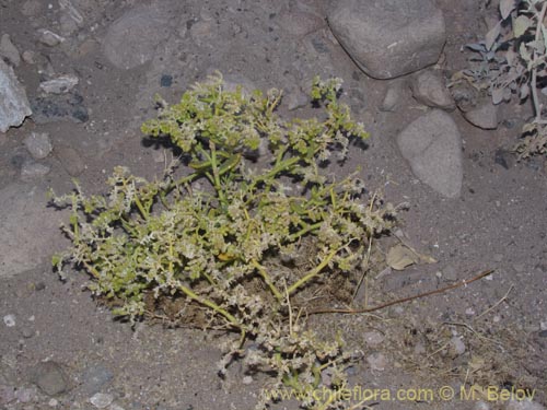 Image of Unidentified Plant sp. #3001 (). Click to enlarge parts of image.