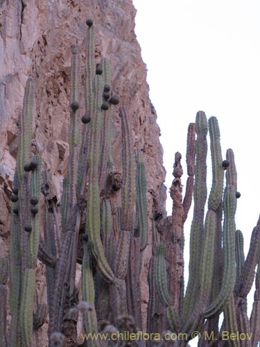 Imágen de Corryocactus brevistylus (Guacalla). Haga un clic para aumentar parte de imágen.