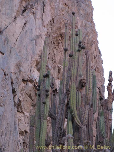 Imágen de Corryocactus brevistylus (Guacalla). Haga un clic para aumentar parte de imágen.