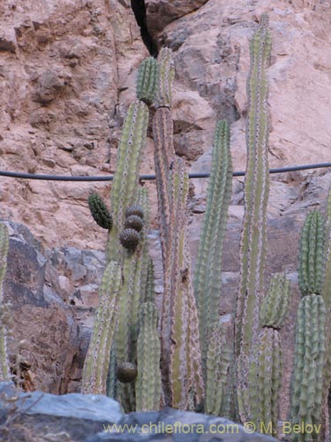 Image of Corryocactus brevistylus (Guacalla). Click to enlarge parts of image.
