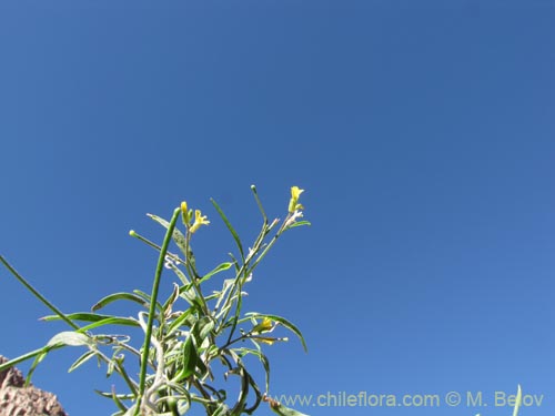 Imágen de Brassicaceae sp. #2043 (). Haga un clic para aumentar parte de imágen.