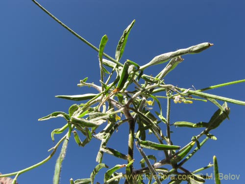 Image of Brassicaceae sp. #2043 (). Click to enlarge parts of image.