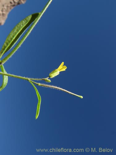 Imágen de Brassicaceae sp. #2043 (). Haga un clic para aumentar parte de imágen.