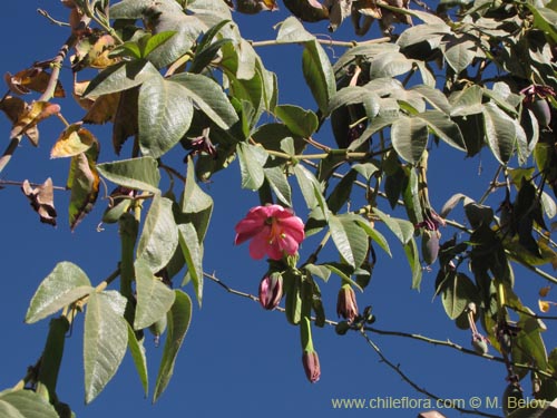 Фотография Passiflora tripartita (curuba/tumbo/banana poka). Щелкните, чтобы увеличить вырез.