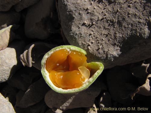 Imágen de Passiflora tripartita (curuba/tumbo/banana poka). Haga un clic para aumentar parte de imágen.