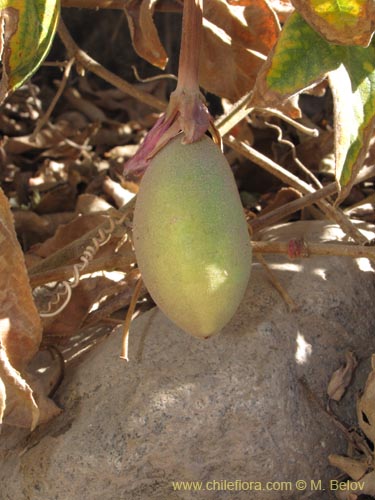 Imágen de Passiflora tripartita (curuba/tumbo/banana poka). Haga un clic para aumentar parte de imágen.