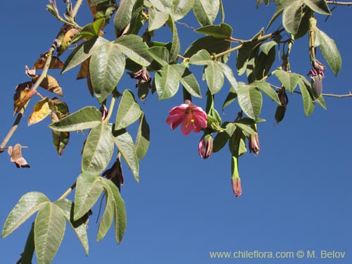 Bild von Passiflora tripartita (curuba/tumbo/banana poka). Klicken Sie, um den Ausschnitt zu vergr�ssern.