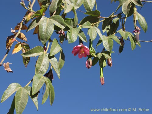 Image of Passiflora tripartita (curuba/tumbo/banana poka). Click to enlarge parts of image.