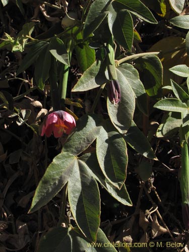 Imágen de Passiflora tripartita (curuba/tumbo/banana poka). Haga un clic para aumentar parte de imágen.