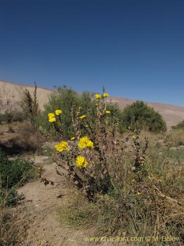 Imágen de Planta no identificada sp. #3147 (). Haga un clic para aumentar parte de imágen.