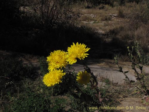 Imágen de Planta no identificada sp. #3147 (). Haga un clic para aumentar parte de imágen.