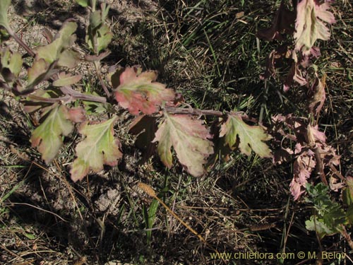 Image of Unidentified Plant sp. #3147 (). Click to enlarge parts of image.