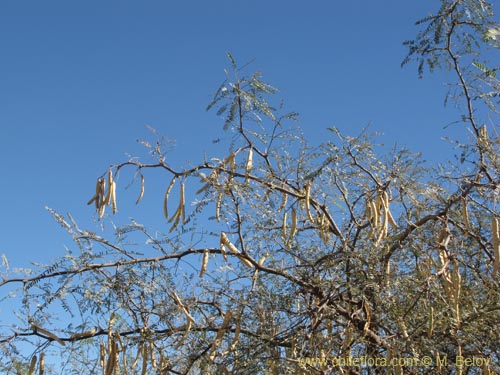 Image of Prosopis alba var. alba (Algarrobo blanco). Click to enlarge parts of image.