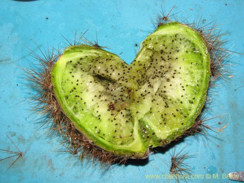 Imágen de Corryocactus brevistylus (Guacalla). Haga un clic para aumentar parte de imágen.