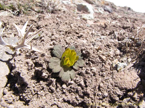 Barneoudia major var. majorの写真