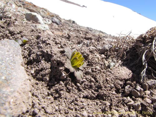 Image of Barneoudia major var. major (). Click to enlarge parts of image.