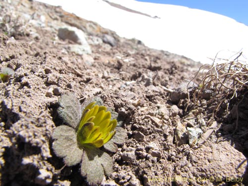 Barneoudia major var. major의 사진