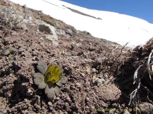 Image of Barneoudia major var. major (). Click to enlarge parts of image.