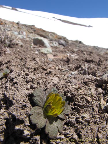 Image of Barneoudia major var. major (). Click to enlarge parts of image.