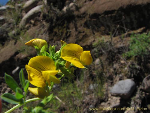 Imágen de Adesmia sp. #2130 (). Haga un clic para aumentar parte de imágen.