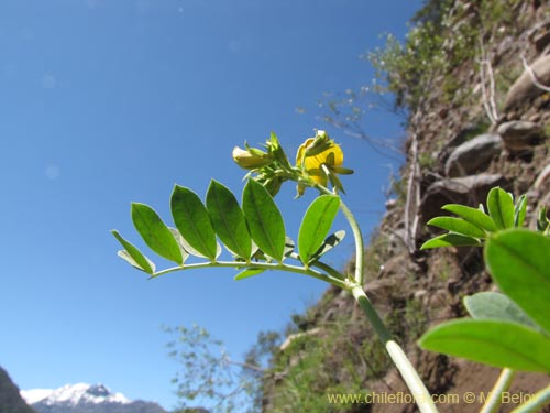 Imágen de Adesmia sp. #2130 (). Haga un clic para aumentar parte de imágen.