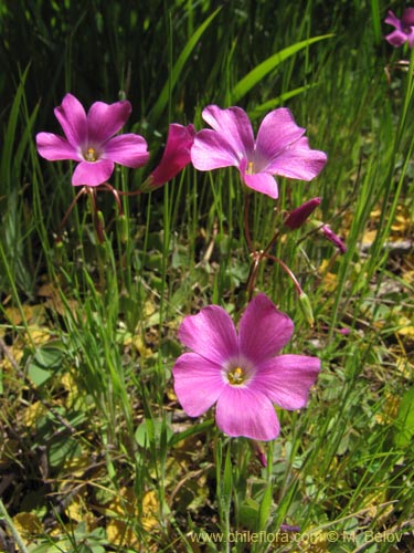 Image of Oxalis arenaria (Vinagrillo / Culle). Click to enlarge parts of image.