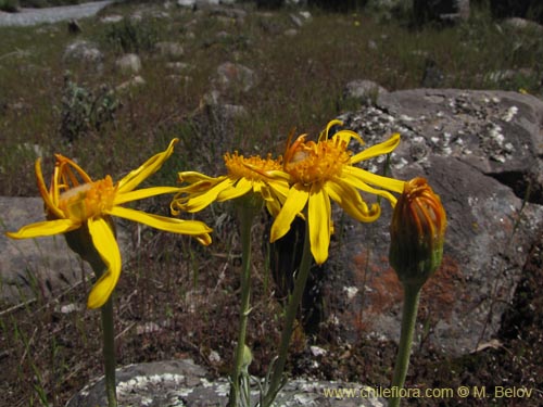 Imágen de Senecio sp. #2203 (). Haga un clic para aumentar parte de imágen.