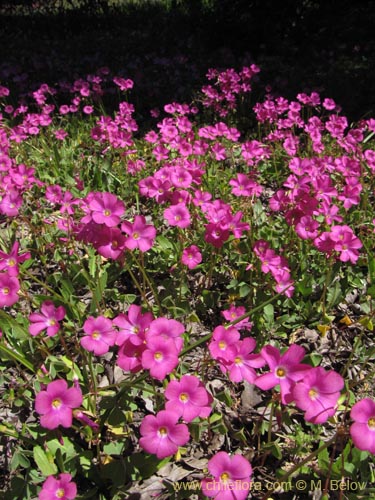 Image of Oxalis arenaria (Vinagrillo / Culle). Click to enlarge parts of image.