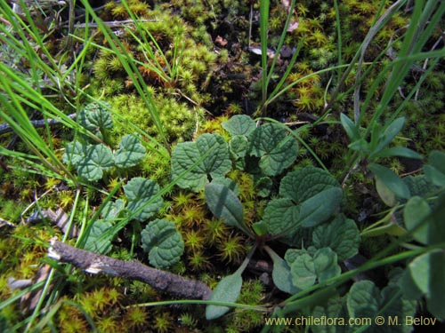 Image of Epipetrum humile (). Click to enlarge parts of image.