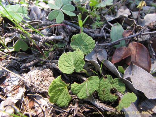 Epipetrum humileの写真