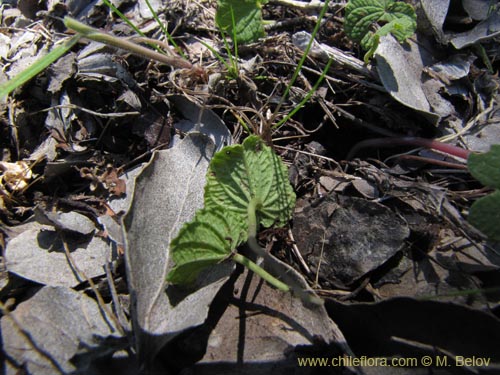 Image of Epipetrum humile (). Click to enlarge parts of image.