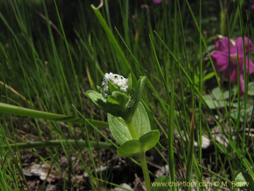 Image of Unidentified Plant sp. #2131 (). Click to enlarge parts of image.