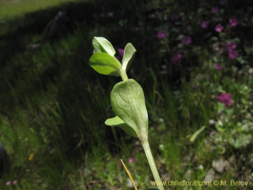 Image of Unidentified Plant sp. #2131 (). Click to enlarge parts of image.